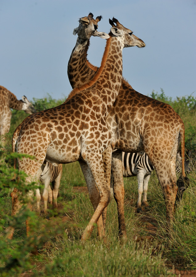 Giraffa giraffa giraffa [280 mm, 1/1600 Sek. bei f / 8.0, ISO 1000]